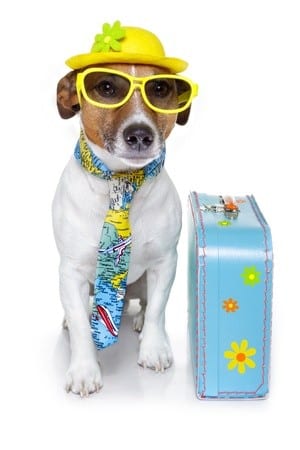 Dog Friendly Motorhome Hire Dog Friendly Motorhome Hire