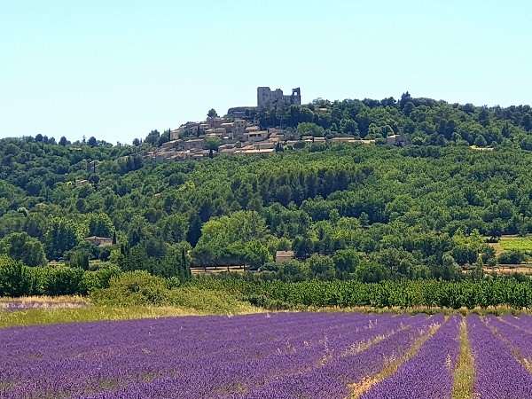 Europe by motorhome Provence lavender field